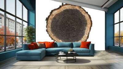 Cross section of tree trunk with annual rings, isolated on transparent background Wall mural