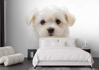 Portrait of white puppy. isolated on transparent background. Wall mural