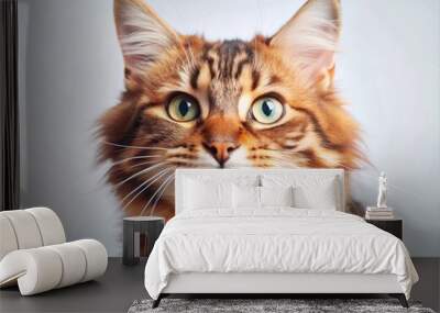 angry cat funny exiting expression Wall mural