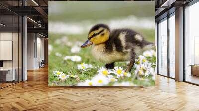 Cute fluffy Mallard duckling (Anas platyrhynchos)  wondering through spring daisies Wall mural