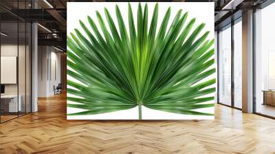 Tropical palm leaf PNG isolated on transparent background, summer design element. Wall mural