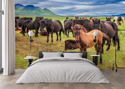 Horses with foals in the Iceland mountains Wall mural