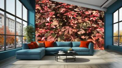 Autumn red leaves textured pattern background Wall mural