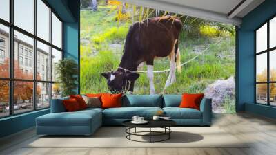 close up of a dark brown and white cow, animal in a dates fruit farm Wall mural