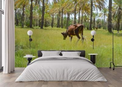 Landscape view of calf cow grazing in a meadow Wall mural