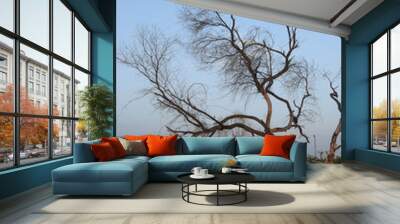 old tree garden in background clean sky blue outdoors Wall mural