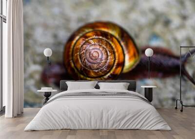 Closeup view of a brown and purple snail with beautiful spiral shell found after a rain on a muddy hiking path  Wall mural