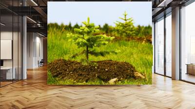 two planted little fir trees Wall mural