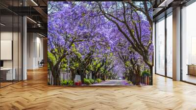 Purple blue Jacaranda mimosifolia bloom in Johannesburg and Pretoria street during spring in October in South Africa Wall mural