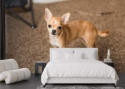 Cute Chihuahua Puppy on Carpet Wall mural