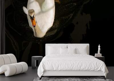 White Swan Swims In Dark Waters Wall mural