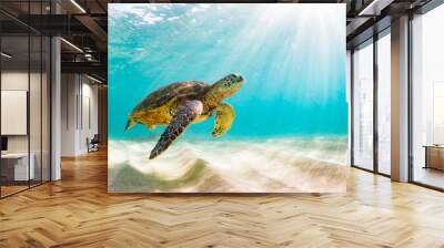 An endangered Hawaiian Green Sea Turtle cruises in the warm waters of the Pacific Ocean in Hawaii. Wall mural