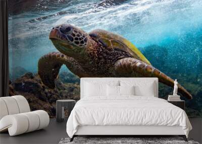 Hawaiian Green sea Turtle cruising in the warm waters of Maui Wall mural