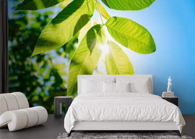 background of green leaves in the spring and summer season in the hot sun in the blue sky Wall mural