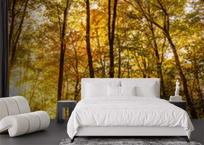 Sun streaming through autumn forest Wall mural