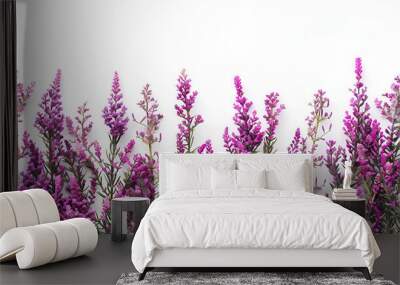 Aromatic bunch of lavender isolated on white background ,Branches heather. natural plant pink ,beautiful Heather flower isolated on white background Wall mural