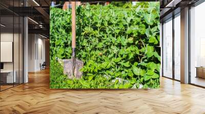 Farmer's garden tool and equipment - shovel. Concept of a garden or agricultural work at summer or spring on the plantation Wall mural