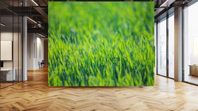 Fresh green grass on a sunny summer day close-up. Beautiful natural rural landscape with a blurred background for nature-themed design and projects Wall mural