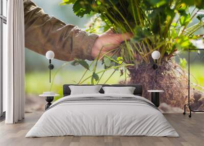 Human hands plant a strawberry seedling in the garden. Cultivated land close up. Gardening concept. Agriculture plants growing in bed row Wall mural