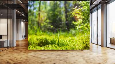 Panoramic banner background with closeup of forest green plants, moss and grass. Beautiful natural landscape with a blurred background and copyspace Wall mural