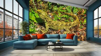 Tuatara - a reptile endemic to New Zealand Wall mural