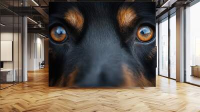 Puppy dog eyes close up Wall mural