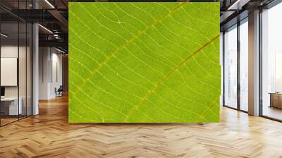 Closeup of tropical green leaf texture abstract background Wall mural