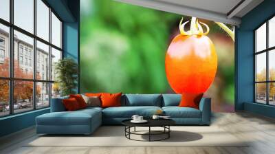 fresh red tomato on tree on blurred green nature background Wall mural