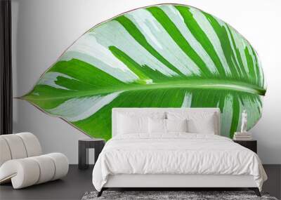 Variegated florida banana leaf on white background with clipping path Wall mural