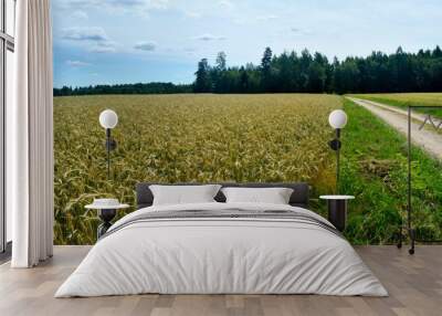 Field of ripening yellow cereal. Fields of wheat with tree on background, sunny day Wall mural