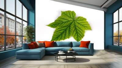 Green plant leaf with beautiful texture on white background Wall mural