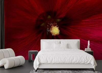 Red flowers center close-up.natural red Flower bacground Wall mural