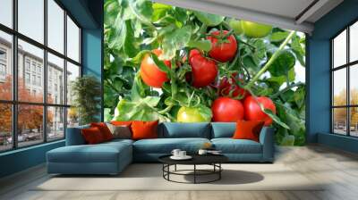 Ripe red  tomato plant growing in farm greenhouse. Ripe natural tomatoes growing on a branch in a greenhouse Wall mural