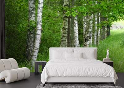 Scenic view on colorful birch tree forest during summer. Birch grove in summer in Latvia Wall mural