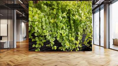 Close up of trailing Golden creeping Jenny (Lysimachia nummularia ‘Aurea’) Wall mural