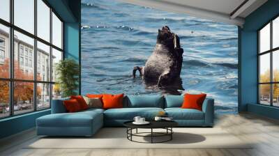 black swan in water Wall mural