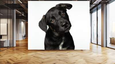 Portrait of small black puppy isolated on white background Wall mural