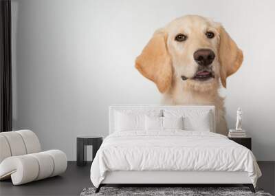 Yellow lab puppy Wall mural