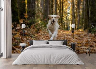 Yellow labrador dog running in the forest Wall mural