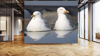 two seagulls having a rest on a car roof. Wall mural