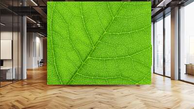 Vibrant green leaf macro close up natural background. Wall mural