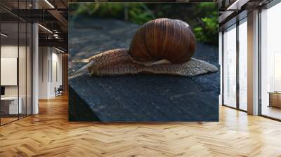 Big snail moving slowly in the shadows 2 Wall mural