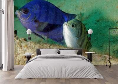 fish Wall mural