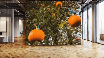 vintage pumpkins in tree Wall mural