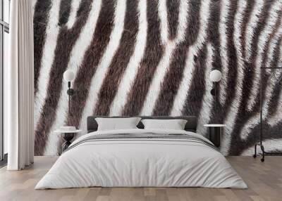 Zebra close up Wall mural