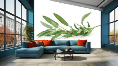 Single fresh harvested organic sage twig over white Wall mural