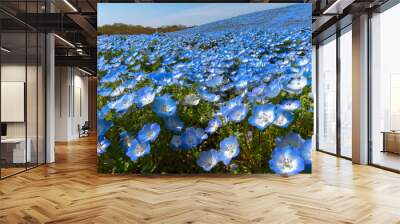 Nemophila (baby blue eyes flowers) flower field, blue flower carpet Wall mural