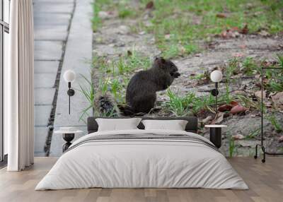 Squirrel eating on the ground. Wall mural