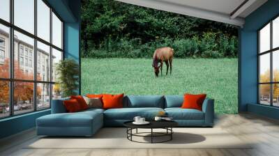 elk in the meadow Wall mural