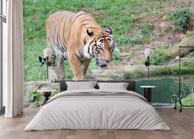 Malayan tiger (Panthera tigris jacksoni) Wall mural